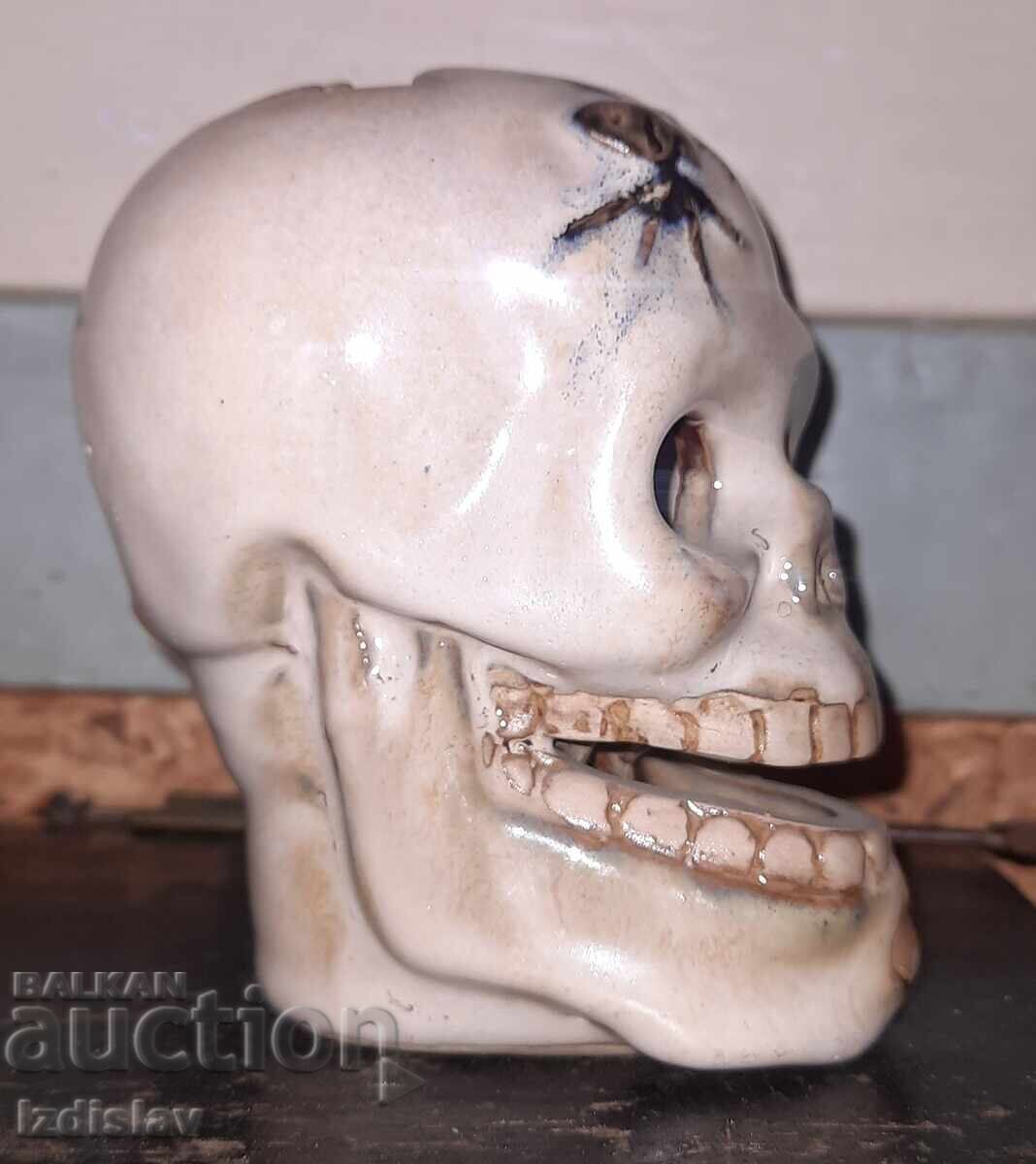 Licitație Craniu, ceramică, porțelan
