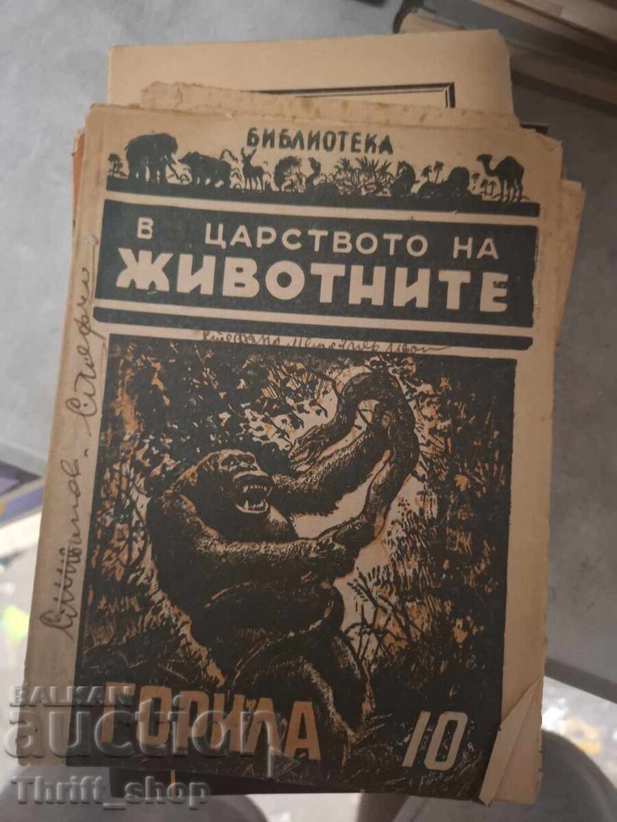În regatul animalelor - Gorilă 10
