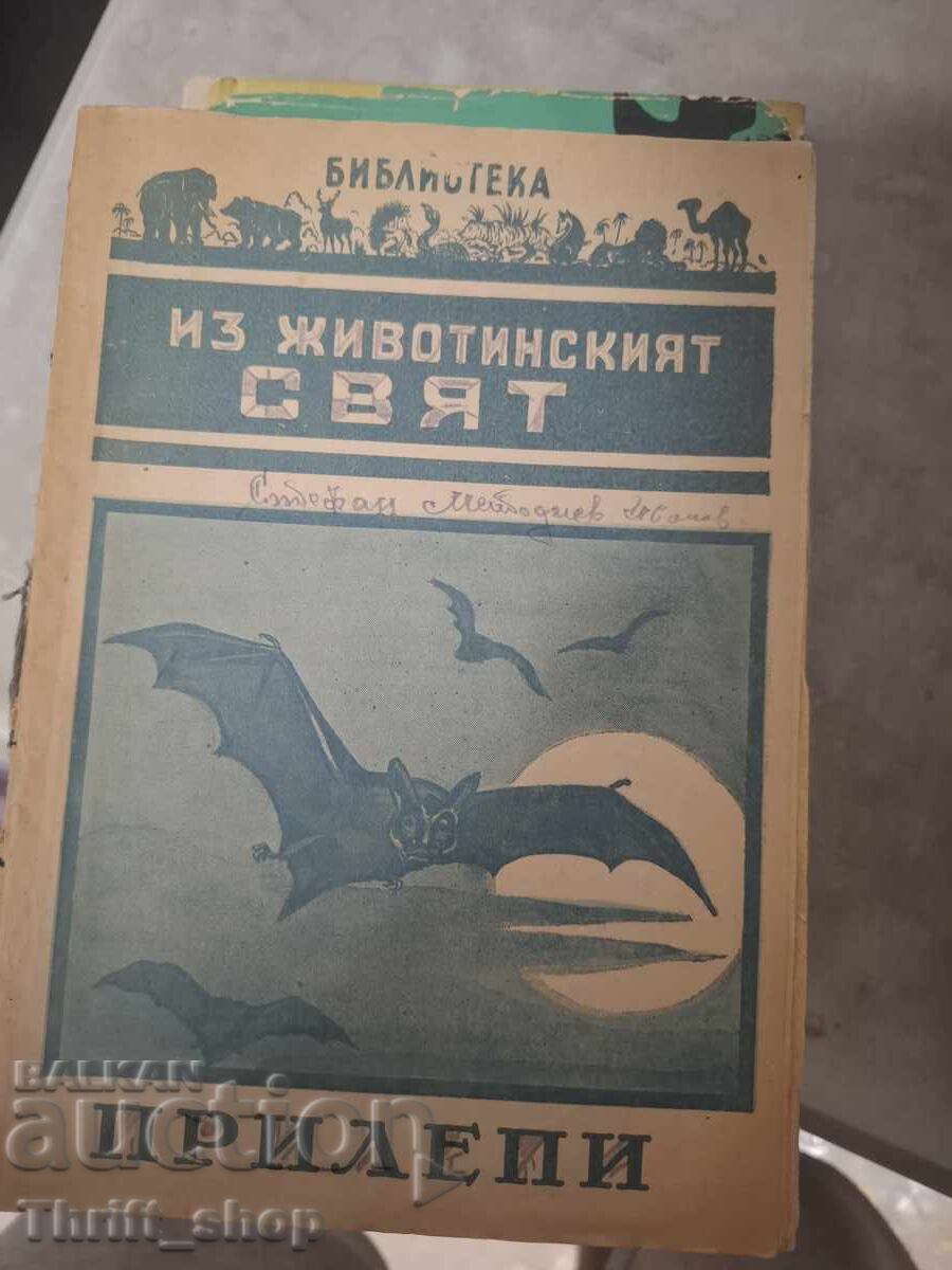 Из животинския свят - прилепи
