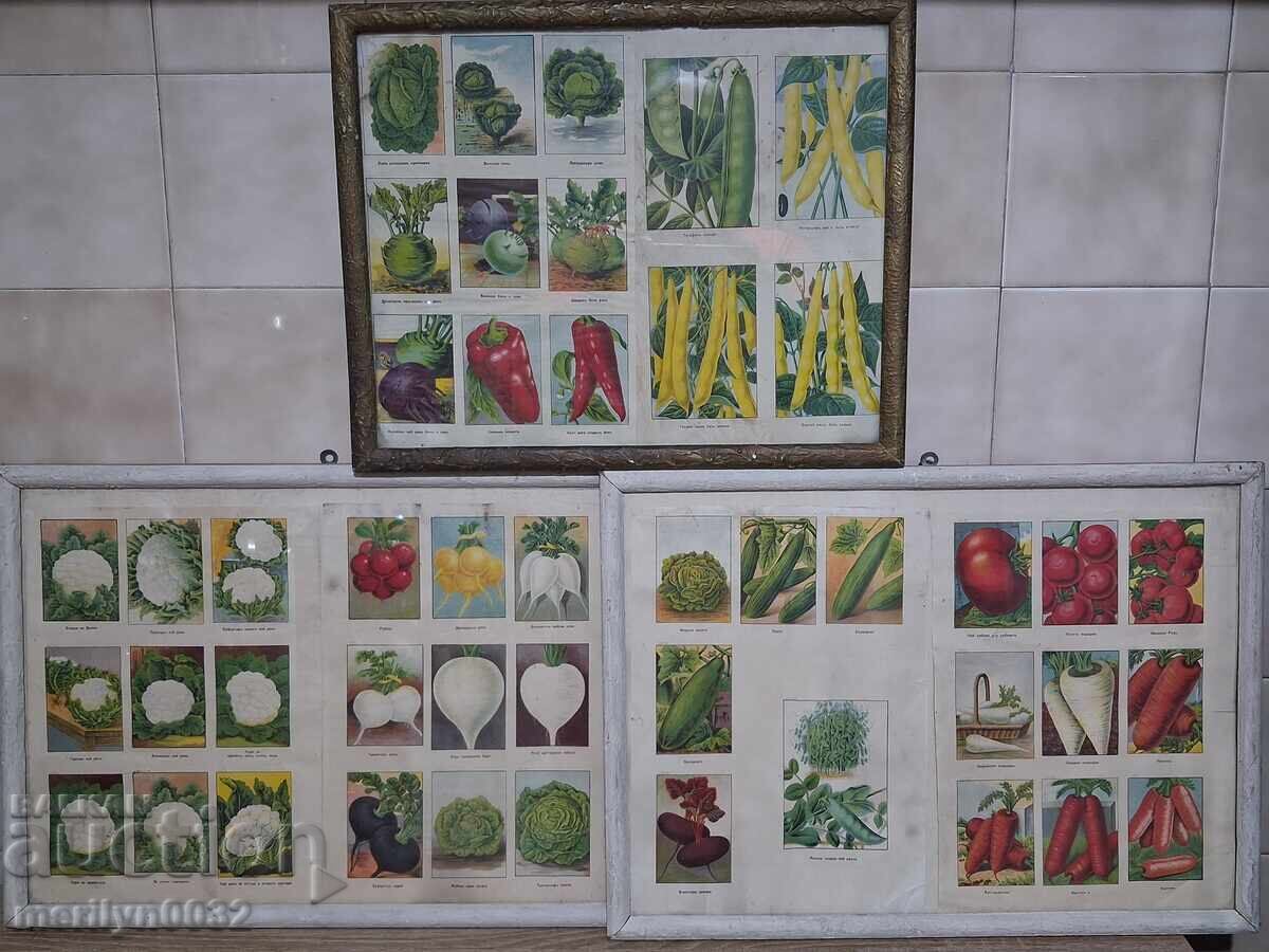 Advertising material 3 pcs in a frame Sortovi Semena store with price 55.55 €