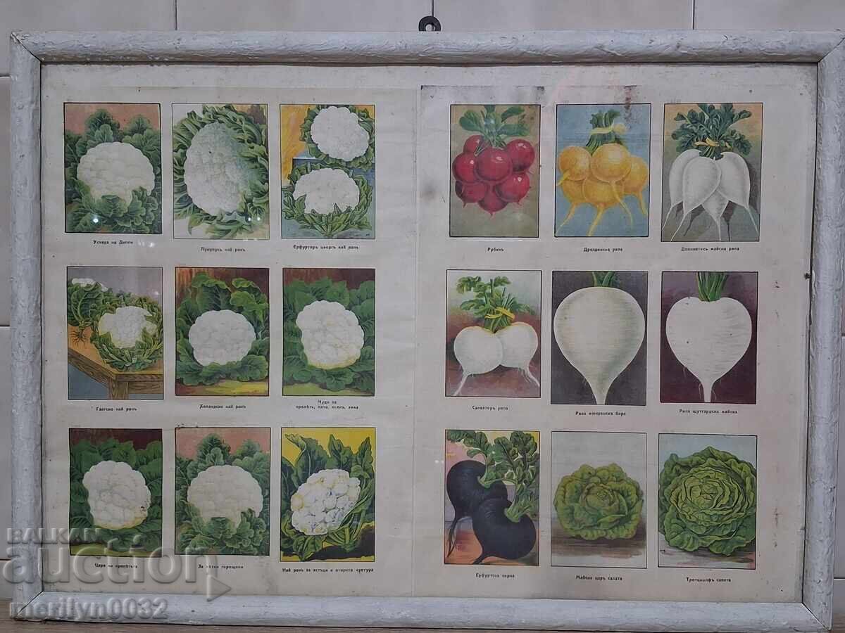 Advertising material 3 pcs in a frame Sortovi Semena store - 5
