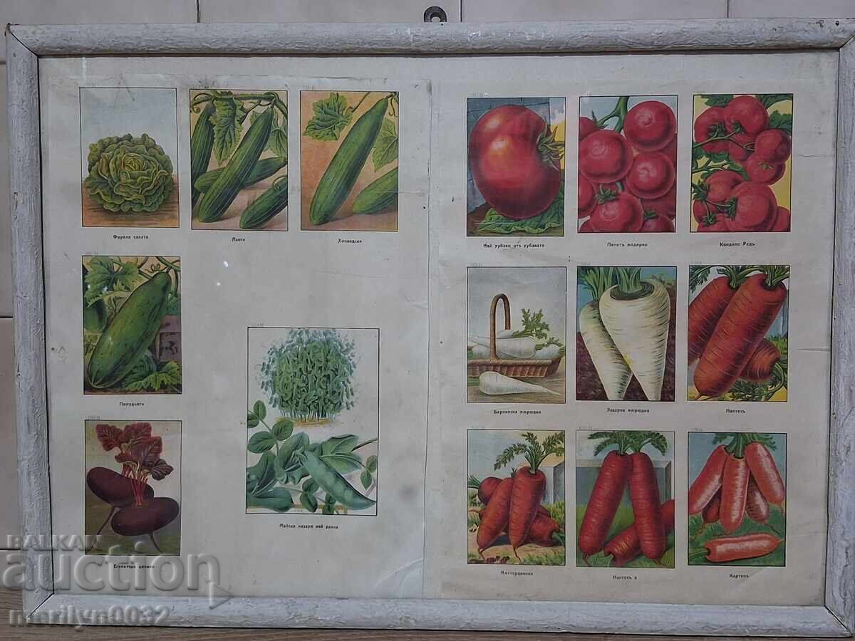 Advertising material 3 pcs in a frame Sortovi Semena store - 6