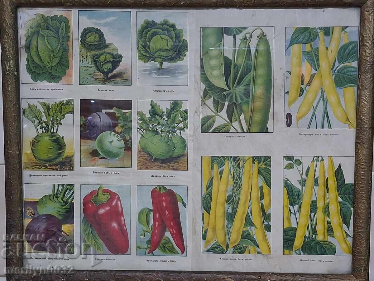 Advertising material 3 pcs in a frame Sortovi Semena store - 7