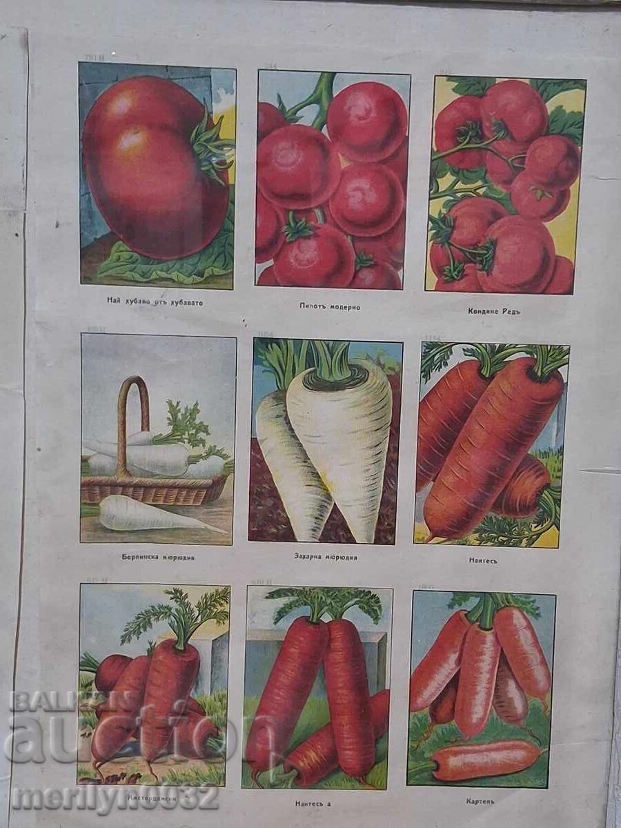 Advertising material 3 pcs in a frame Sortovi Semena store