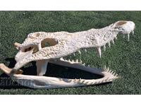 FALCĂ MARE DE CROCODIL - 100% Falcă reală