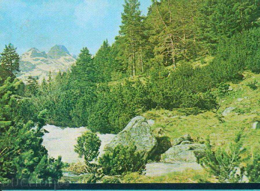 RILA Mountains September D-11594-A / 1989 MALYOVICA / M252 with price 0.60 BGN | € 0.31 RILA Mountains September D-11594-A / 1989 MALYOVICA / M252 with price 0.60 BGN | € 0.31
