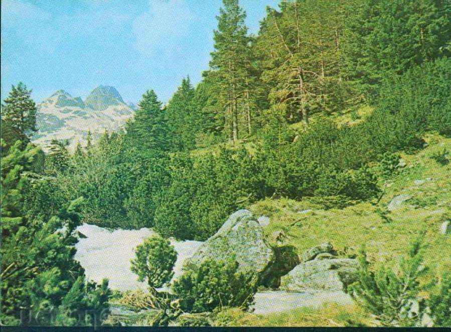 RILA Mountains September D-11594-A / 1989 MALYOVITSA / M255