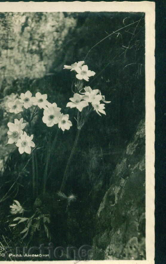RILA MOUNTAIN PASKOV №100 / 1935 - flowers ANEMONI / M344