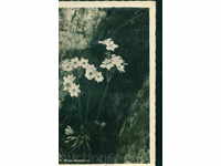 RILA MOUNTAIN PASKOV №100 / 1935 - flowers ANEMONI / M344