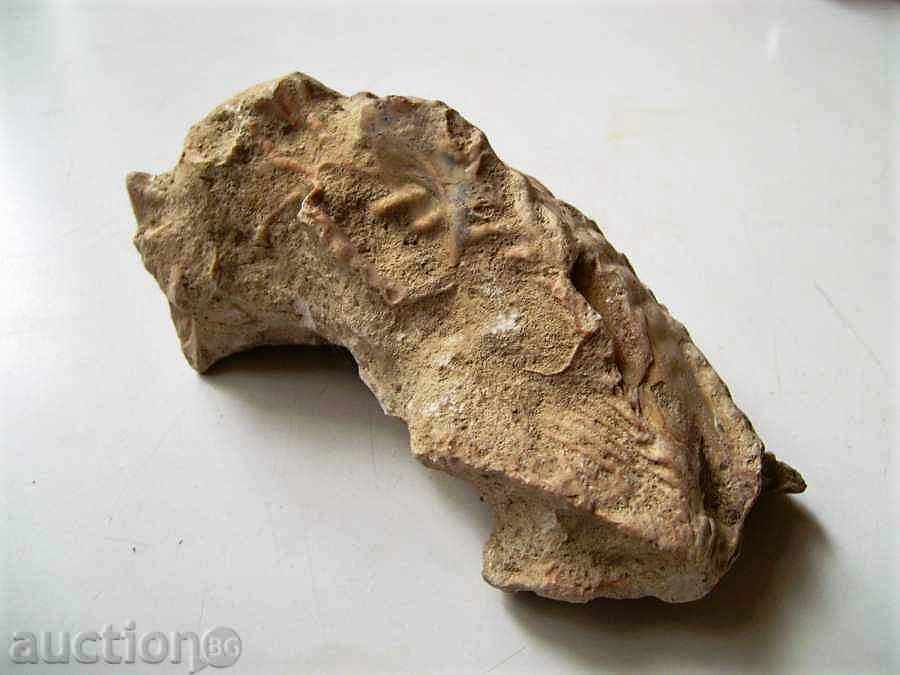 fosilă cu preț 5.00 BGN | € 2.56