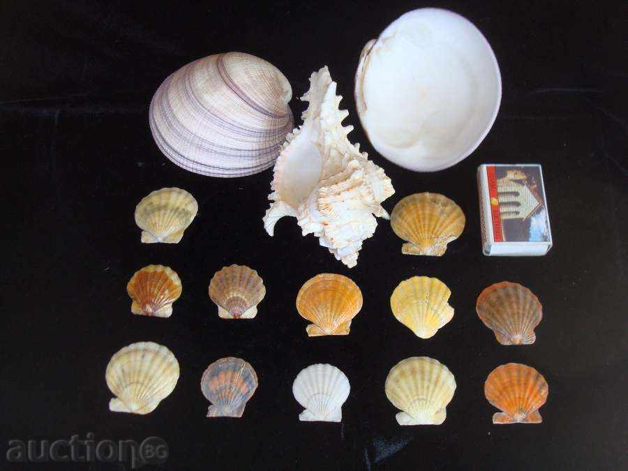 Лот избрани богатства от Черно и други морета