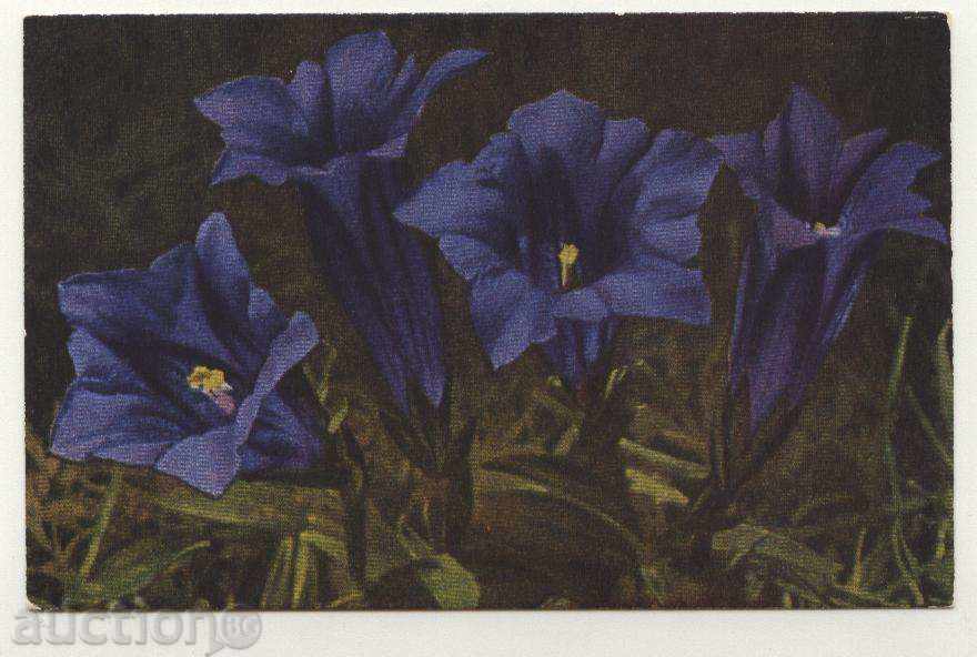 Καρτ ποστάλ λουλούδια Tintiava Σλοβακία