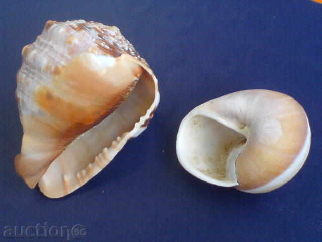 Striped for decoration with price 12.00 BGN | € 6.14 Striped for decoration with price 12.00 BGN | € 6.14