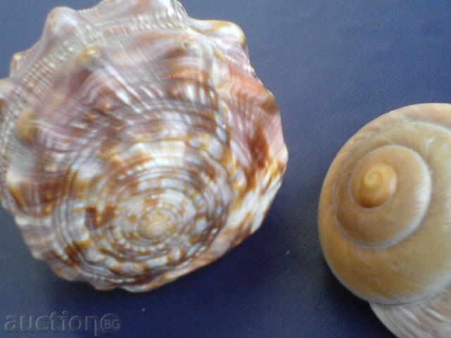 Auction Striped for decoration Auction Striped for decoration