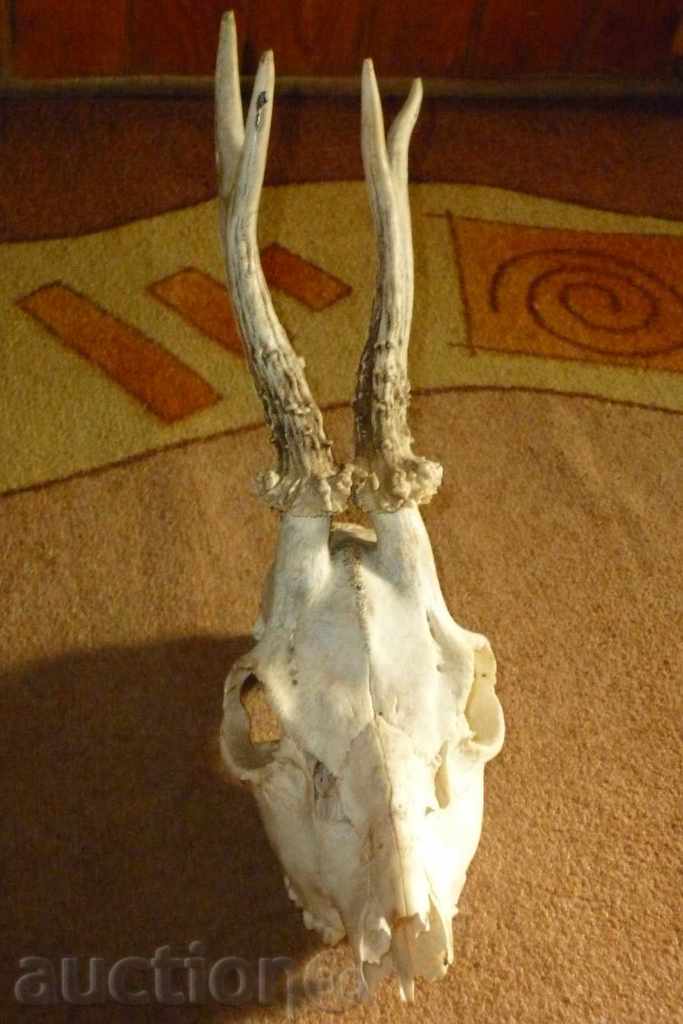 Hunting trophy - a skull with a hood of a skateboard with price 50.00 BGN | € 25.56 Hunting trophy - a skull with a hood of a skateboard with price 50.00 BGN | € 25.56