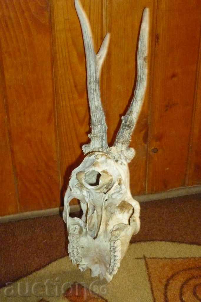 Delivery of Hunting trophy - a skull with a hood of a skateboard Delivery of Hunting trophy - a skull with a hood of a skateboard