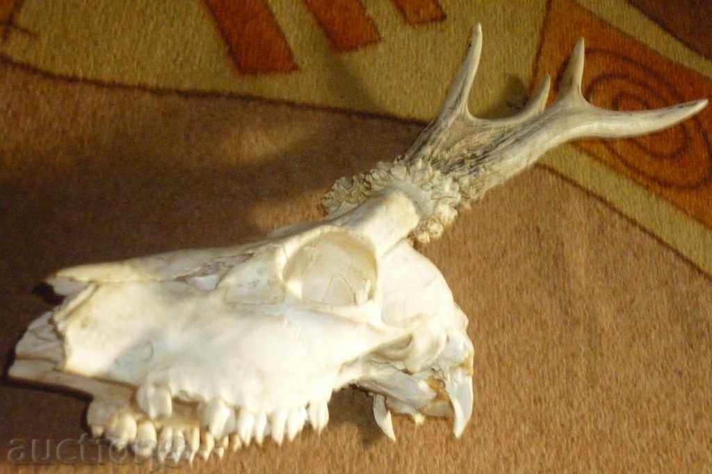 Hunting trophy - a skull with a hood of a skateboard - 5 Hunting trophy - a skull with a hood of a skateboard - 5