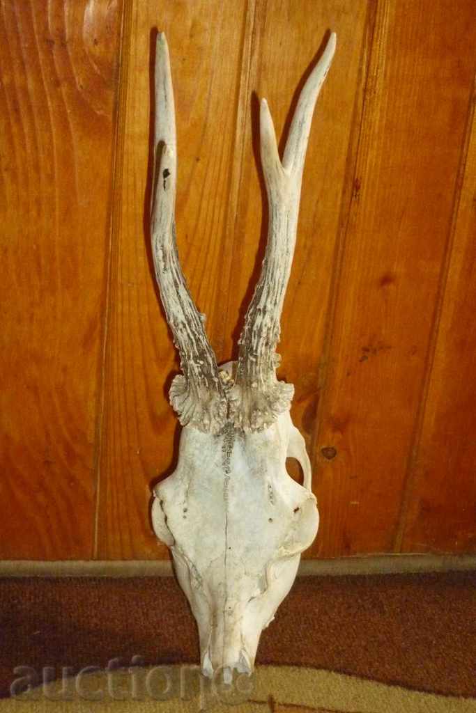 Hunting trophy - a skull with a hood of a skateboard