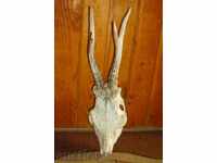 Hunting trophy - a skull with a hood of a skateboard