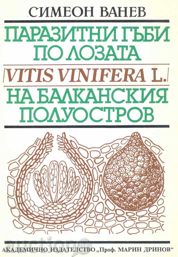 Parasitic mushrooms on the vine on the Balkan Peninsula - Vanev
