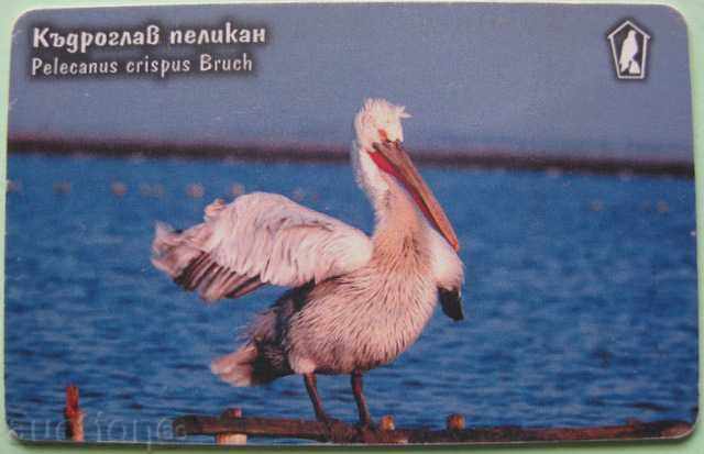ФОНОКАРТА МОБИКА - Къдроглав пеликан