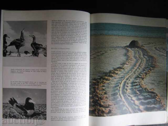 Book "L, AUSTRALIE ET LES ILES DU SUD-ALLEN KEAST" -300pp- - 6 Book "L, AUSTRALIE ET LES ILES DU SUD-ALLEN KEAST" -300pp- - 6