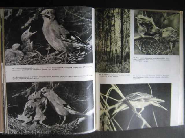 Аукцион Книга "Птицы перед микроф. и фотоапар.-А.Мальчевский"-208стр Аукцион Книга "Птицы перед микроф. и фотоапар.-А.Мальчевский"-208стр