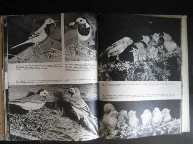 Доставка на Книга "Птицы перед микроф. и фотоапар.-А.Мальчевский"-208стр Доставка на Книга "Птицы перед микроф. и фотоапар.-А.Мальчевский"-208стр