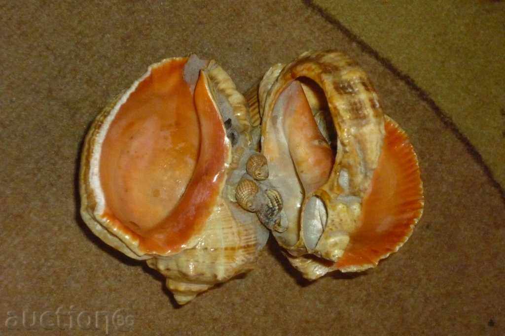 Παράδοση Σοσιαλιστική θαλασσινά αναμνηστικό δεδομένου ότι τη δεκαετία του '70 2