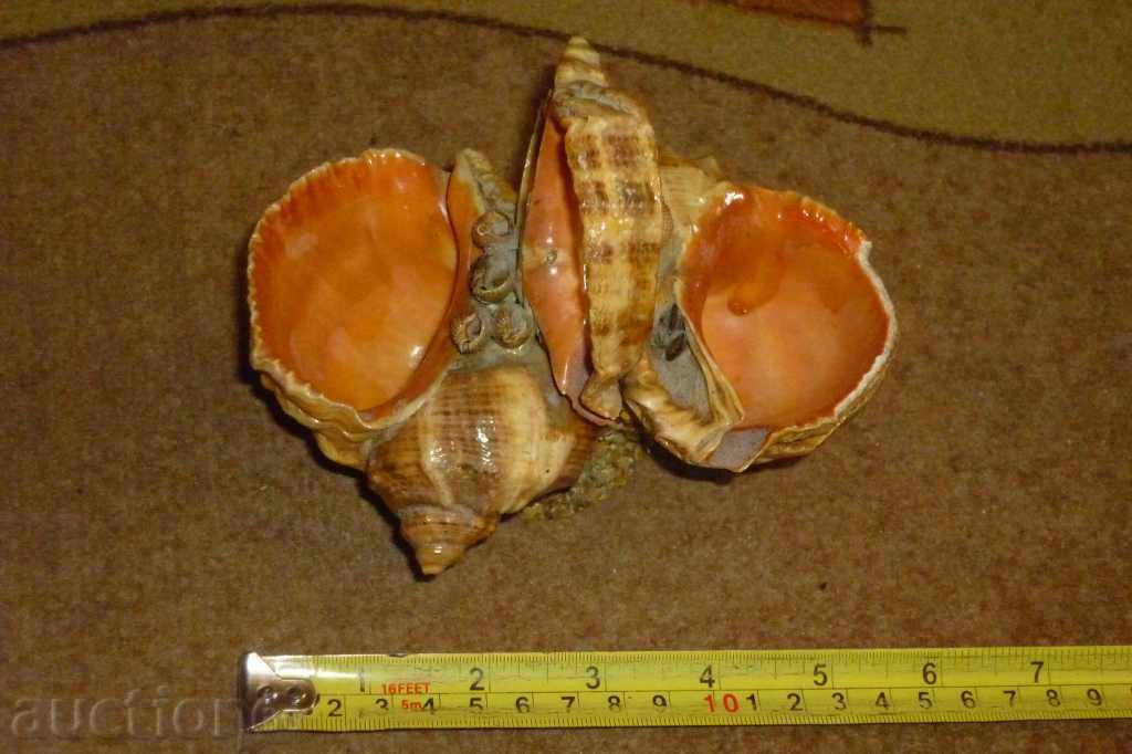 Σοσιαλιστική θαλασσινά αναμνηστικό δεδομένου ότι τη δεκαετία του '70 2 - 5