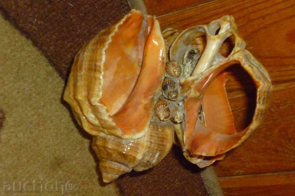 Σοσιαλιστική θαλασσινά αναμνηστικό δεδομένου ότι τη δεκαετία του '70 2 - 6