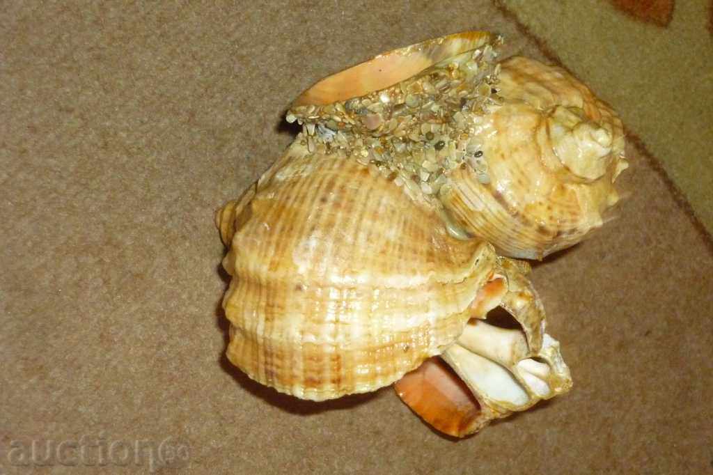 Σοσιαλιστική θαλασσινά αναμνηστικό δεδομένου ότι τη δεκαετία του '70 2 - 7