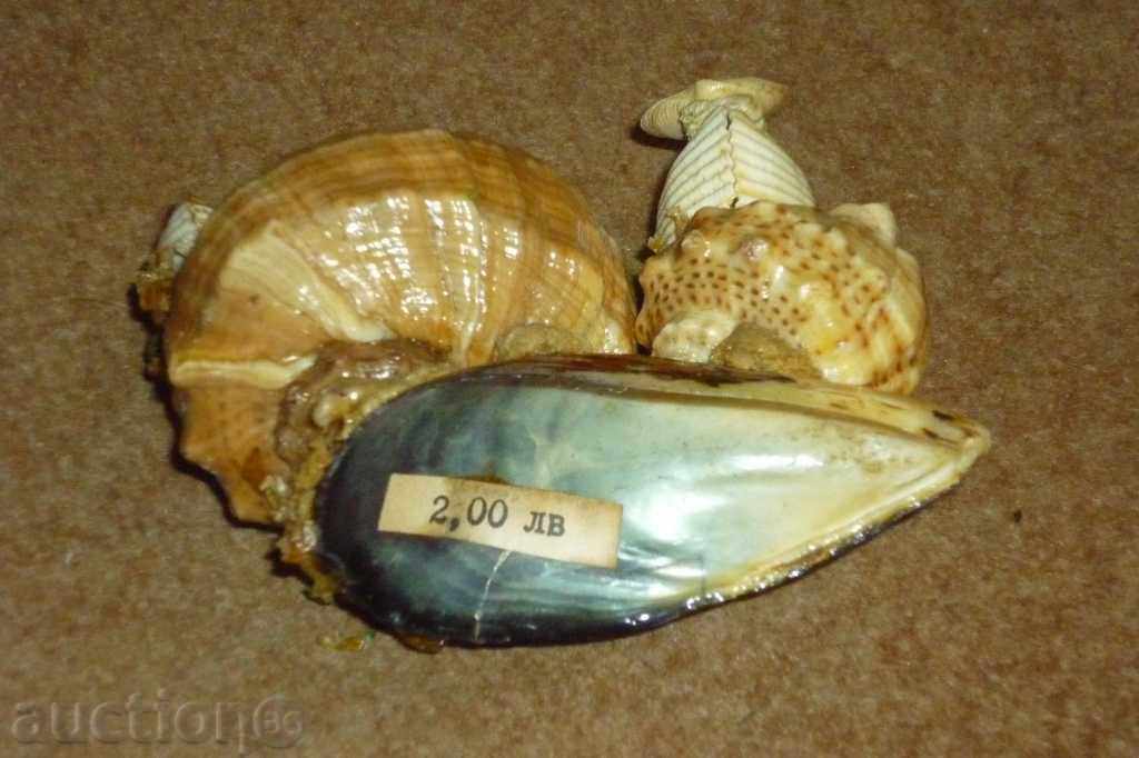 Δημοπρασία Σοσιαλιστική θαλασσινά αναμνηστικό δεδομένου ότι τη δεκαετία του '70 2 Δημοπρασία Σοσιαλιστική θαλασσινά αναμνηστικό δεδομένου ότι τη δεκαετία του '70 2