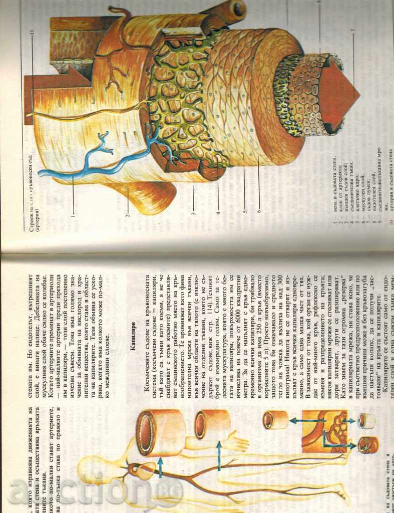 Auction THE HUMAN ORGANISM - HEALTH AND BABY - D. KUNJELL Auction THE HUMAN ORGANISM - HEALTH AND BABY - D. KUNJELL