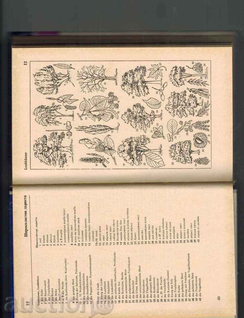 ILLUSTRATED GLOSSARY OF GERMAN AND BULGARIAN LANGUAGE - 5