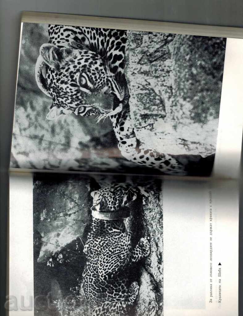 Auction THE SHADE'S QUEEN - JOHN ADAMSON Auction THE SHADE'S QUEEN - JOHN ADAMSON