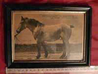 παλιά φωτογραφία-άλογο-Germaniya1940g.