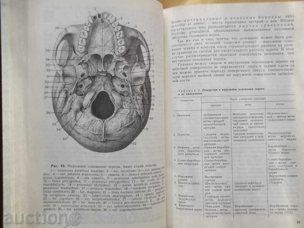 Auction Human anatomy. Volume 1-2 E. Borzyak and others. 1993 Auction Human anatomy. Volume 1-2 E. Borzyak and others. 1993