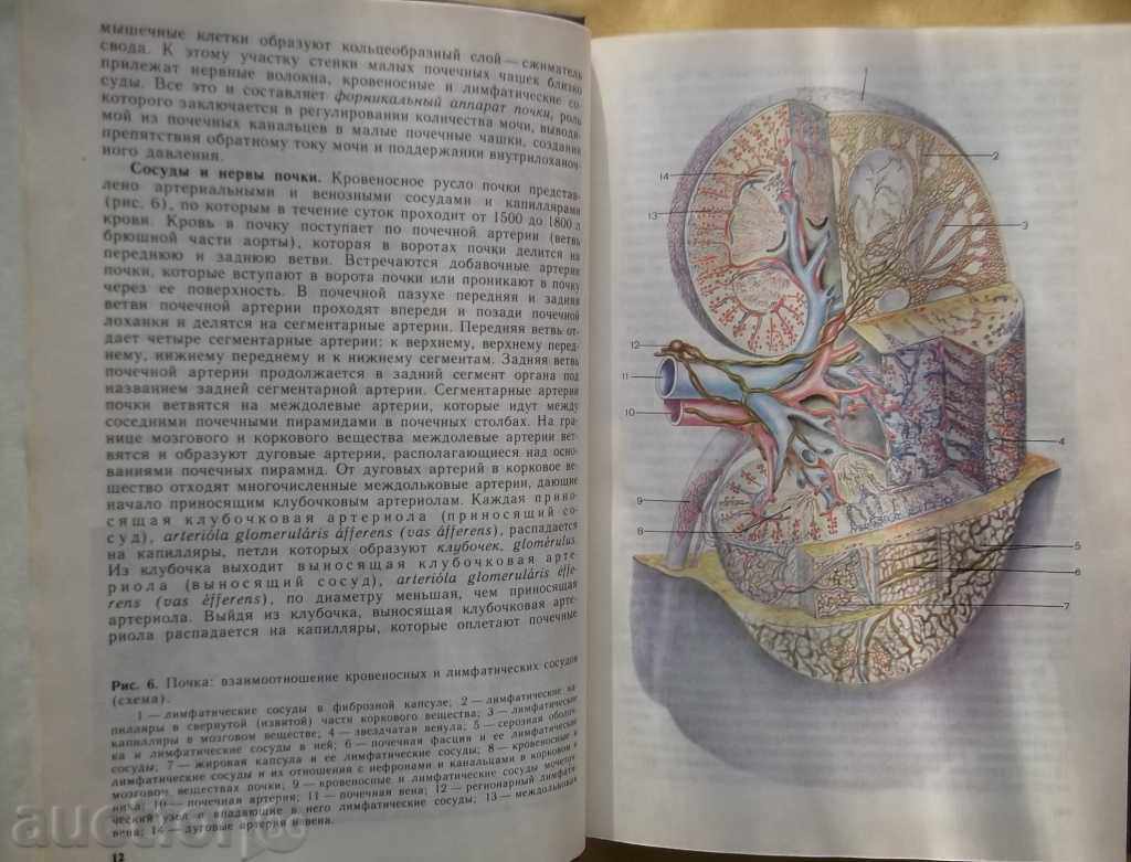 Human anatomy. Volume 1-2 E. Borzyak and others. 1993 - 5 Human anatomy. Volume 1-2 E. Borzyak and others. 1993 - 5