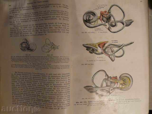 Auction Old German anatomical atlas-1940 Auction Old German anatomical atlas-1940