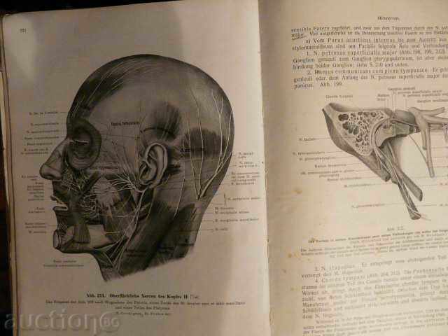 Old German anatomical atlas-1940 - 5 Old German anatomical atlas-1940 - 5