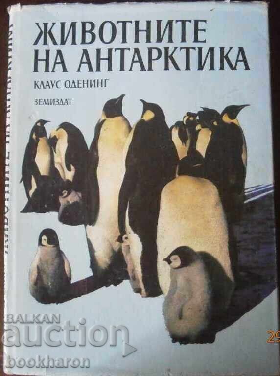 Klaus Odenge: The Animals of Antarctica