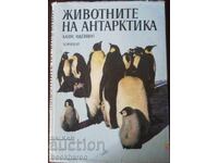 Klaus Odenge: The Animals of Antarctica