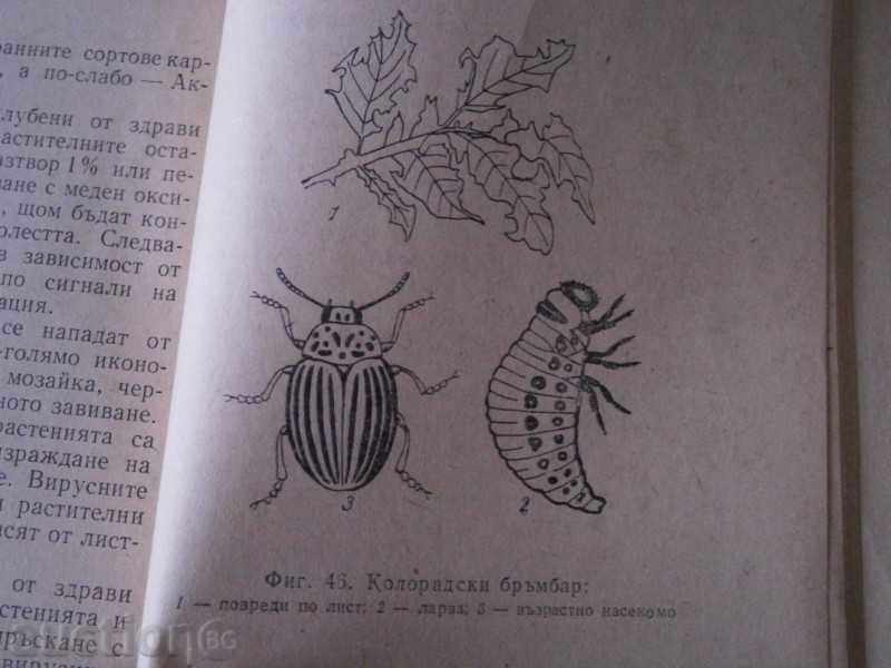 B. VIDENOV - PROTECTION OF PLANT IN THE PERSONAL HOLDING 1975 with price 3.70 BGN | € 1.89