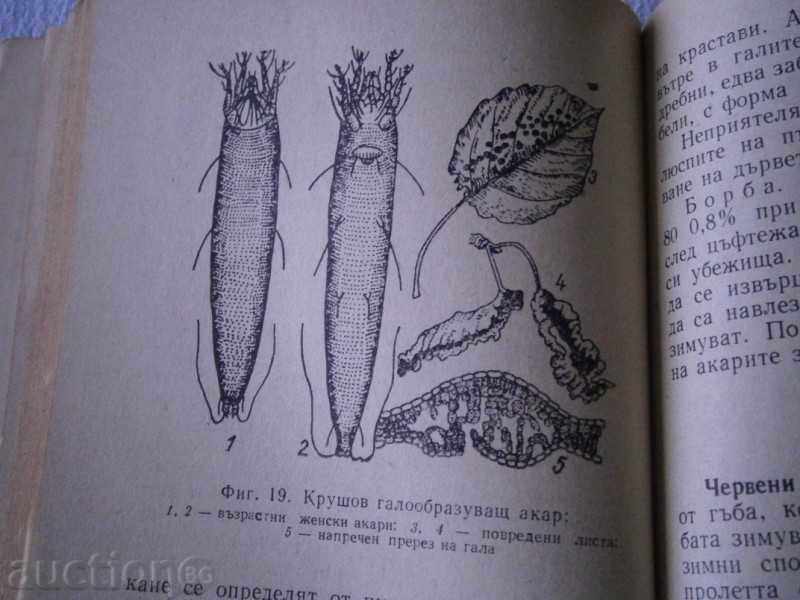 B. VIDENOV - PROTECTION OF PLANT IN THE PERSONAL HOLDING 1975 - 7