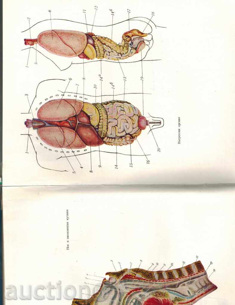 NEW HOUSEHOLD - T. TASHEV - 5 NEW HOUSEHOLD - T. TASHEV - 5