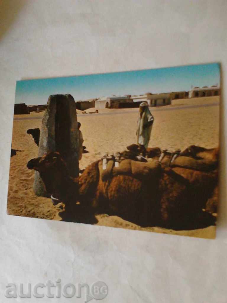 Carte poștală Algerie Le Sud fascinantul 1980