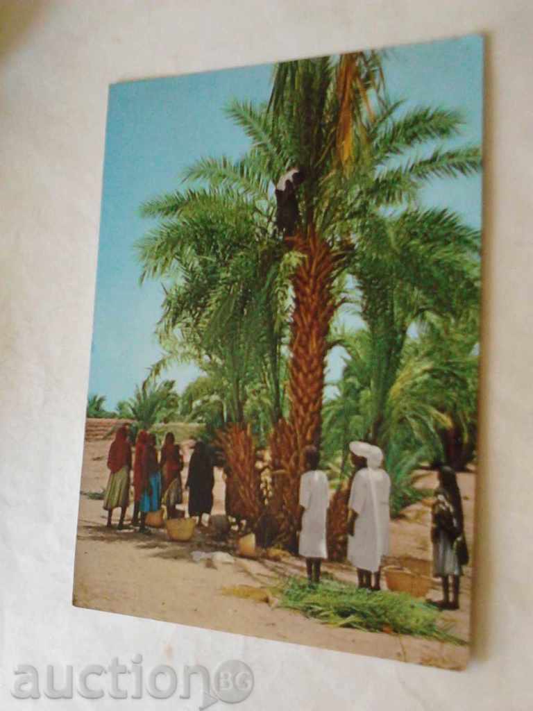 Καρτ ποστάλ Σκηνή από το Σουδάν