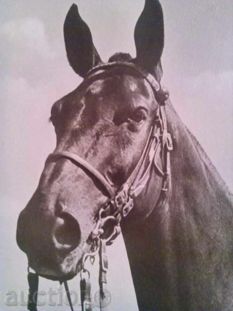 Auction STARA CARTICHKA-1940г. Auction STARA CARTICHKA-1940г.