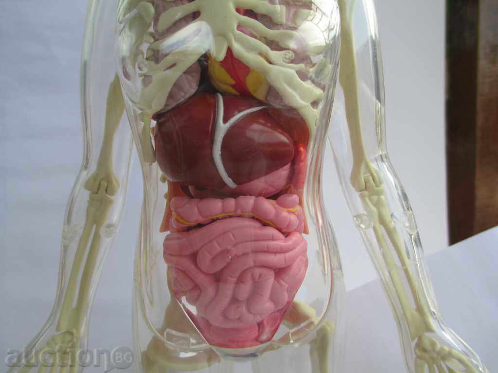 HUMAN BODY with price 200.00 BGN | € 102.26 HUMAN BODY with price 200.00 BGN | € 102.26